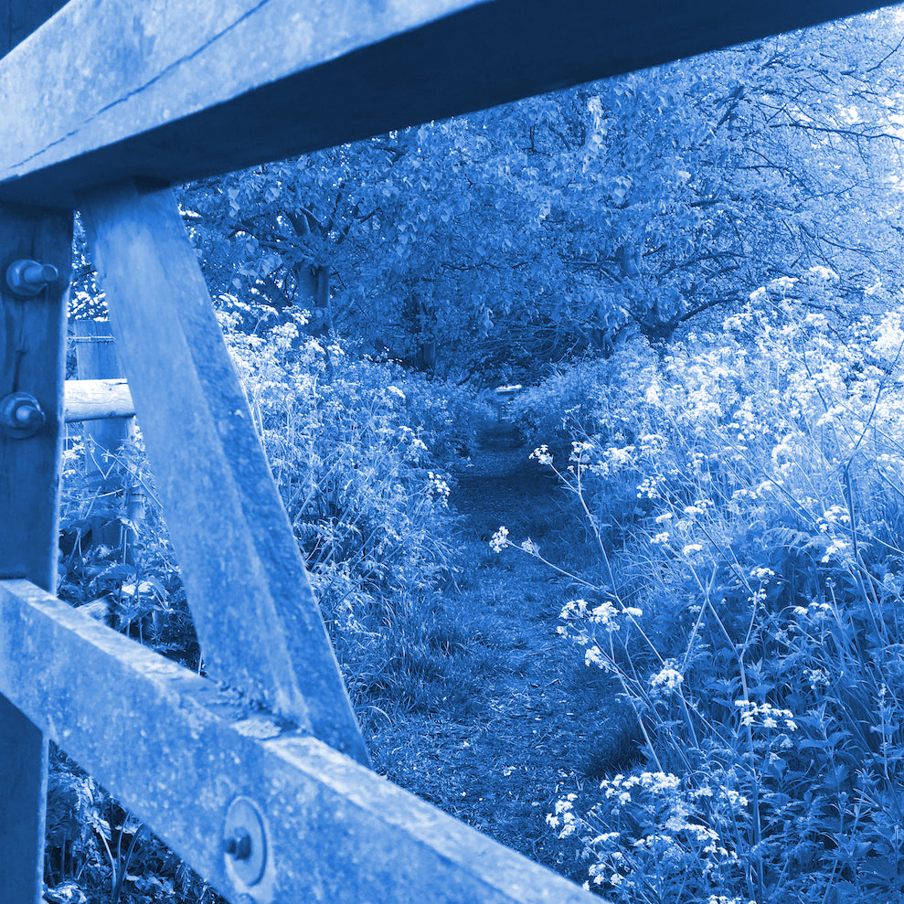 Quack Quacks Blend Americas